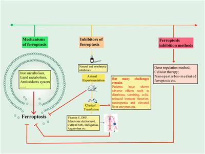 Ferroptosis inhibitors: past, present and future